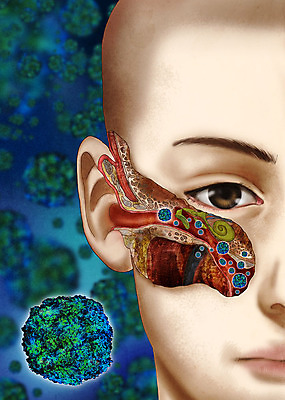 PSD 남자 얼굴 일러스트 한명 바이러스 질병 사회이슈 감염 바이러스침투 인플루엔자 중이염 남자한명만 국내일러스트 1 컨셉 의학 사람 신체부위 남자만 파일형식