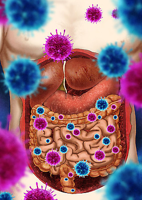 PSD 남자 일러스트 해부 한명 소화기관 바이러스 질병 사회이슈 대장 감염 바이러스침투 인플루엔자 장염 복부 남자한명만 국내일러스트 1 컨셉 의학 사람 신체부위 장기_의학 남자만 파일형식