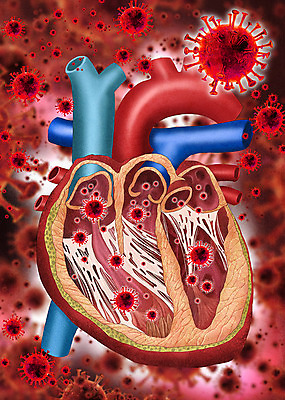 PSD 일러스트 해부 사람없음 심장 바이러스 질병 사회이슈 감염 폐렴 인플루엔자 코로나바이러스 국내일러스트 컨셉 의학 장기_의학 파일형식