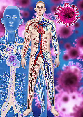 전신 PSD 남자 이동 일러스트 해부 한명 바이러스 질병 사회이슈 감염 혈관 인플루엔자 남자한명만 국내일러스트 1 컨셉 의학 사람 장기_의학 남자만 파일형식
