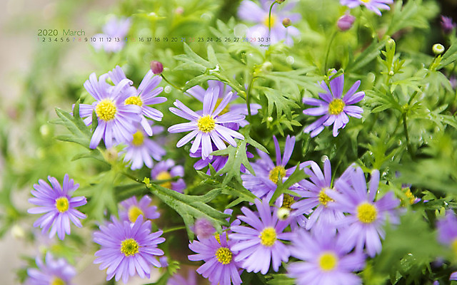 JPG 월페이퍼 바탕화면 3월 날짜 파일형식