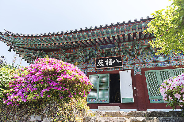 포토 JPG 주간 나무 꽃 로우앵글 불교 한국 사람없음 야외 관광지 사찰 흥국사 국내포토 자연요소 식물 아시아 종교 뷰포인트 여행 종교건축 여수 파일형식