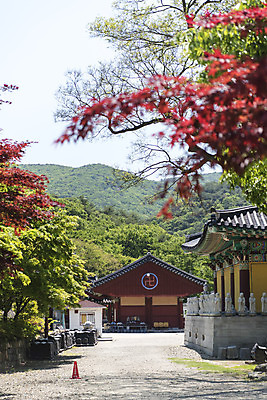 포토 JPG 주간 단풍 불교 한국 사람없음 야외 관광지 사찰 흥국사 국내포토 자연요소 아시아 종교 여행 잎 종교건축 여수 파일형식