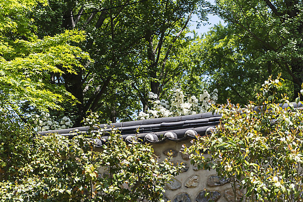 포토 JPG 주간 나무 꽃 불교 한국 사람없음 야외 관광지 사찰 기와담장 흥국사 국내포토 자연요소 식물 아시아 종교 여행 종교건축 기와 담장 여수 파일형식