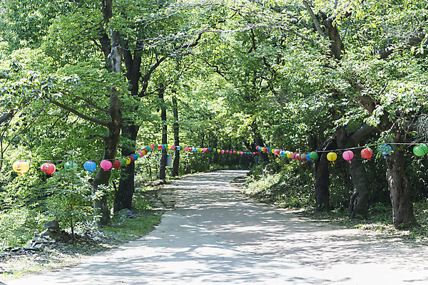 포토 JPG 주간 나무 길 불교 한국 사람없음 야외 관광지 부처님오신날 사찰 연등 소원 염원 흥국사 국내포토 자연요소 식물 기념일 아시아 종교 여행 종교건축 등불 불교용품 여수 파일형식