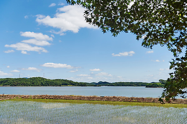 포토 JPG 주간 구름 여행 하늘 나뭇잎 논 풍경 사람없음 야외 관광지 봄 강화도 국내여행 명승지 국내포토 자연요소 계절 잎 농업 인천 파일형식