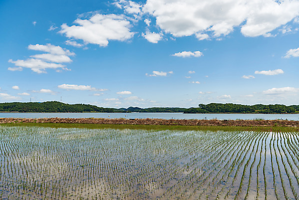 포토 JPG 주간 구름 여행 하늘 논 풍경 사람없음 야외 관광지 봄 강화도 국내여행 명승지 국내포토 자연요소 계절 농업 인천 파일형식