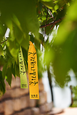 포토 JPG 주간 나무 리본 여행 나뭇잎 풍경 근접촬영 사람없음 야외 아웃포커스 관광지 봄 강화도 국내여행 명승지 강화나들길 국내포토 자연요소 식물 계절 길 뷰포인트 잎 촬영기법 인천 파일형식