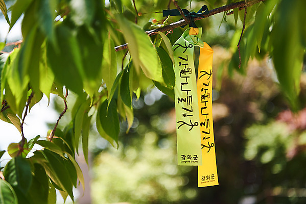 포토 JPG 주간 나무 리본 여행 나뭇잎 풍경 근접촬영 사람없음 야외 아웃포커스 관광지 봄 강화도 국내여행 명승지 강화나들길 국내포토 자연요소 식물 계절 길 뷰포인트 잎 촬영기법 인천 파일형식