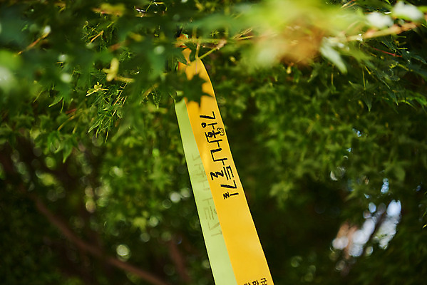 포토 JPG 주간 나무 리본 여행 나뭇잎 풍경 근접촬영 사람없음 야외 아웃포커스 관광지 봄 강화도 국내여행 명승지 강화나들길 국내포토 자연요소 식물 계절 길 뷰포인트 잎 촬영기법 인천 파일형식