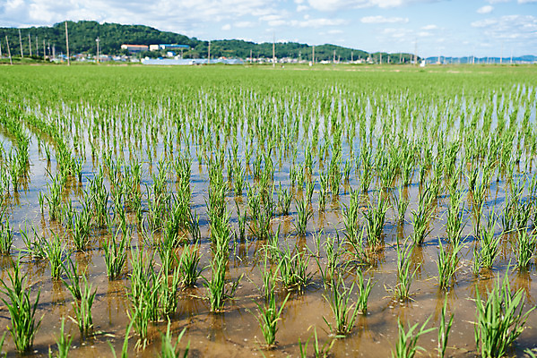 포토 JPG 주간 여행 논 풍경 사람없음 야외 관광지 봄 벼 모내기 강화도 국내여행 명승지 국내포토 자연요소 계절 농업 곡류 인천 파일형식