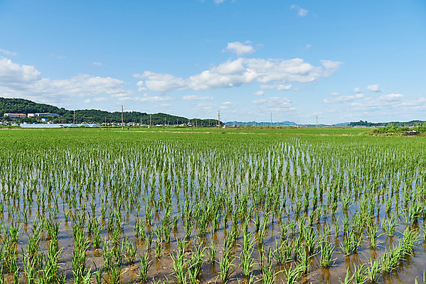 포토 JPG 주간 여행 논 풍경 사람없음 야외 관광지 봄 벼 모내기 강화도 국내여행 명승지 국내포토 자연요소 계절 농업 곡류 인천 파일형식