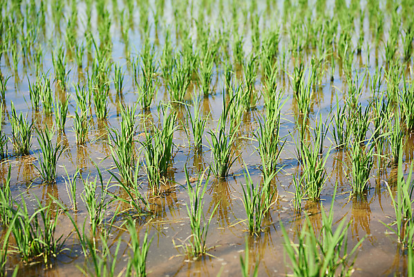 포토 JPG 주간 여행 논 풍경 사람없음 야외 관광지 봄 벼 모내기 강화도 국내여행 명승지 국내포토 자연요소 계절 농업 곡류 인천 파일형식