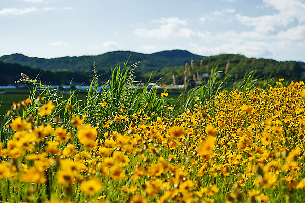 포토 JPG 주간 꽃 여행 꽃밭 풍경 사람없음 야외 관광지 봄 강화도 국내여행 명승지 국내포토 자연요소 식물 계절 인천 파일형식