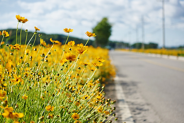 포토 JPG 주간 꽃 도로 길 여행 꽃밭 풍경 사람없음 야외 관광지 봄 강화도 국내여행 명승지 국내포토 자연요소 식물 계절 교통시설 인천 파일형식
