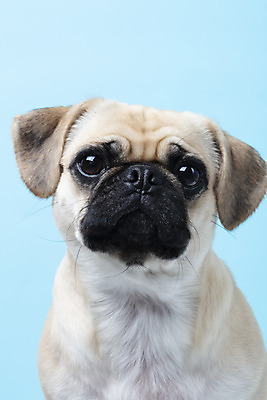 포토 JPG 스튜디오촬영 동물 한마리 반려견 하늘색 실내 누끼 근접촬영 사람없음 앞모습 반려동물 귀여움 개 강아지 파란배경 반려 퍼그 국내포토 1 뷰포인트 백그라운드 컨셉 포유류 내부 파란색 파일형식