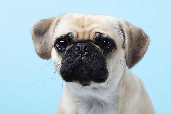 포토 JPG 스튜디오촬영 동물 한마리 반려견 하늘색 실내 누끼 근접촬영 사람없음 반려동물 귀여움 개 강아지 파란배경 반려 퍼그 국내포토 1 뷰포인트 백그라운드 컨셉 포유류 내부 파란색 파일형식