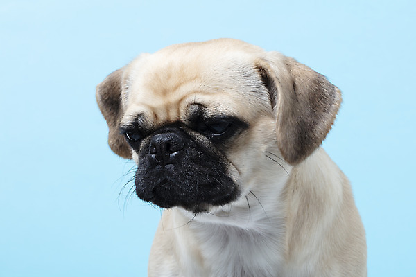 포토 JPG 스튜디오촬영 동물 한마리 반려견 하늘색 실내 누끼 근접촬영 사람없음 옆모습 반려동물 귀여움 개 강아지 파란배경 반려 퍼그 국내포토 1 뷰포인트 백그라운드 컨셉 포유류 내부 파란색 파일형식