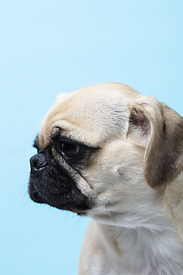 포토 JPG 스튜디오촬영 동물 한마리 반려견 하늘색 실내 누끼 근접촬영 사람없음 옆모습 반려동물 귀여움 개 강아지 파란배경 반려 퍼그 국내포토 1 뷰포인트 백그라운드 컨셉 포유류 내부 파란색 파일형식