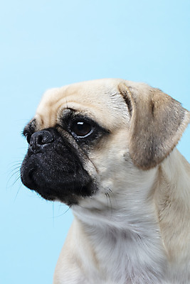 포토 JPG 스튜디오촬영 동물 한마리 반려견 하늘색 실내 누끼 근접촬영 사람없음 옆모습 반려동물 귀여움 개 강아지 파란배경 반려 퍼그 국내포토 1 뷰포인트 백그라운드 컨셉 포유류 내부 파란색 파일형식