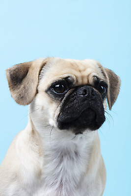 포토 JPG 스튜디오촬영 동물 한마리 반려견 하늘색 실내 누끼 근접촬영 사람없음 앞모습 반려동물 귀여움 개 강아지 파란배경 반려 퍼그 국내포토 1 뷰포인트 백그라운드 컨셉 포유류 내부 파란색 파일형식