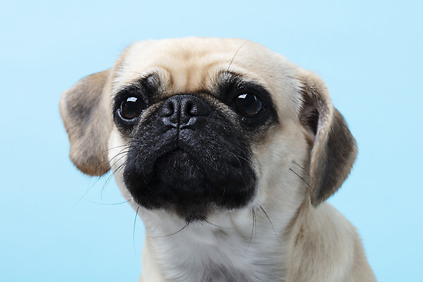 포토 JPG 스튜디오촬영 동물 한마리 반려견 하늘색 실내 누끼 근접촬영 사람없음 반려동물 귀여움 개 강아지 파란배경 반려 퍼그 국내포토 1 뷰포인트 백그라운드 컨셉 포유류 내부 파란색 파일형식