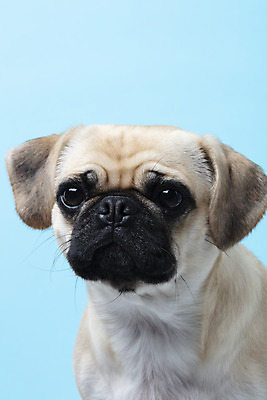 포토 JPG 스튜디오촬영 동물 한마리 반려견 하늘색 실내 누끼 근접촬영 사람없음 반려동물 귀여움 개 강아지 파란배경 반려 퍼그 국내포토 1 뷰포인트 백그라운드 컨셉 포유류 내부 파란색 파일형식