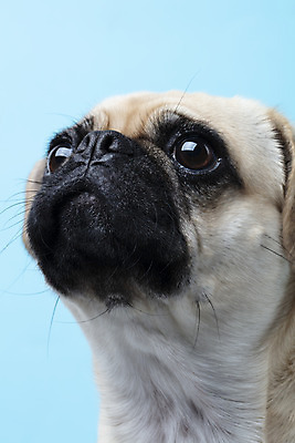 포토 JPG 스튜디오촬영 동물 한마리 반려견 하늘색 실내 누끼 근접촬영 사람없음 옆모습 반려동물 귀여움 개 강아지 파란배경 반려 퍼그 국내포토 1 뷰포인트 백그라운드 컨셉 포유류 내부 파란색 파일형식