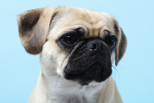 포토 JPG 스튜디오촬영 동물 한마리 반려견 하늘색 실내 누끼 근접촬영 사람없음 앞모습 반려동물 귀여움 개 강아지 파란배경 반려 퍼그 국내포토 1 뷰포인트 백그라운드 컨셉 포유류 내부 파란색 파일형식