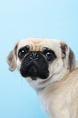 포토 JPG 스튜디오촬영 동물 한마리 반려견 하늘색 실내 누끼 근접촬영 사람없음 옆모습 반려동물 귀여움 개 강아지 파란배경 반려 퍼그 국내포토 1 뷰포인트 백그라운드 컨셉 포유류 내부 파란색 파일형식