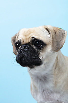 포토 JPG 스튜디오촬영 동물 한마리 반려견 하늘색 실내 누끼 근접촬영 사람없음 앞모습 반려동물 귀여움 개 강아지 파란배경 반려 퍼그 국내포토 1 뷰포인트 백그라운드 컨셉 포유류 내부 파란색 파일형식