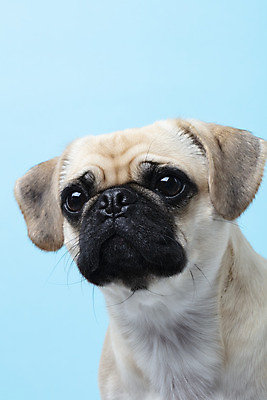 포토 JPG 스튜디오촬영 동물 한마리 반려견 하늘색 실내 누끼 근접촬영 사람없음 앞모습 반려동물 귀여움 개 강아지 파란배경 반려 퍼그 국내포토 1 뷰포인트 백그라운드 컨셉 포유류 내부 파란색 파일형식