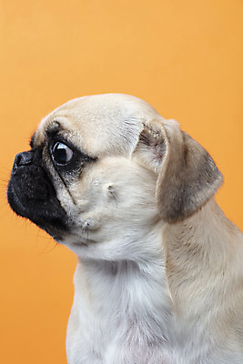 포토 JPG 스튜디오촬영 동물 한마리 반려견 실내 누끼 근접촬영 사람없음 옆모습 반려동물 귀여움 주황색 개 강아지 반려 퍼그 주황색배경 국내포토 1 뷰포인트 컬러 백그라운드 컨셉 포유류 내부 파일형식