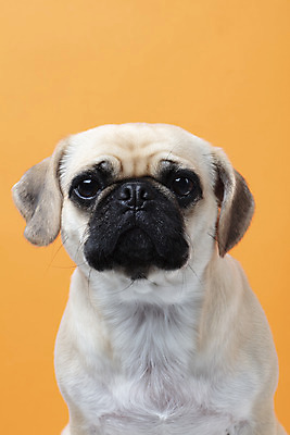 포토 JPG 스튜디오촬영 동물 한마리 반려견 실내 누끼 근접촬영 사람없음 반려동물 귀여움 주황색 개 강아지 반려 퍼그 주황색배경 국내포토 1 뷰포인트 컬러 백그라운드 컨셉 포유류 내부 파일형식