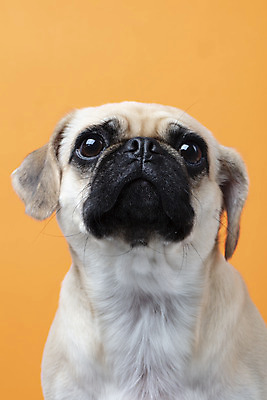 포토 JPG 스튜디오촬영 동물 한마리 반려견 실내 누끼 근접촬영 사람없음 앞모습 반려동물 귀여움 주황색 개 강아지 반려 퍼그 주황색배경 국내포토 1 뷰포인트 컬러 백그라운드 컨셉 포유류 내부 파일형식