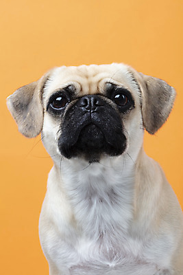 포토 JPG 스튜디오촬영 동물 한마리 반려견 실내 누끼 근접촬영 사람없음 앞모습 반려동물 귀여움 주황색 개 강아지 반려 퍼그 주황색배경 국내포토 1 뷰포인트 컬러 백그라운드 컨셉 포유류 내부 파일형식