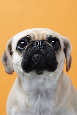 포토 JPG 스튜디오촬영 동물 한마리 반려견 실내 누끼 근접촬영 사람없음 앞모습 반려동물 귀여움 주황색 개 강아지 반려 퍼그 주황색배경 국내포토 1 뷰포인트 컬러 백그라운드 컨셉 포유류 내부 파일형식