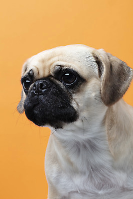 포토 JPG 스튜디오촬영 동물 한마리 반려견 실내 누끼 근접촬영 사람없음 앞모습 반려동물 귀여움 주황색 개 강아지 반려 퍼그 주황색배경 국내포토 1 뷰포인트 컬러 백그라운드 컨셉 포유류 내부 파일형식