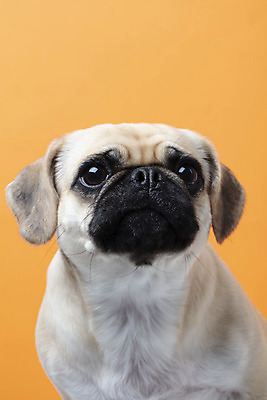 포토 JPG 스튜디오촬영 동물 한마리 반려견 실내 누끼 근접촬영 사람없음 반려동물 귀여움 주황색 개 강아지 반려 퍼그 주황색배경 국내포토 1 뷰포인트 컬러 백그라운드 컨셉 포유류 내부 파일형식