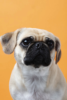 포토 JPG 스튜디오촬영 동물 한마리 반려견 실내 누끼 근접촬영 사람없음 앞모습 반려동물 귀여움 주황색 개 강아지 반려 퍼그 주황색배경 국내포토 1 뷰포인트 컬러 백그라운드 컨셉 포유류 내부 파일형식