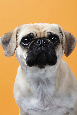 포토 JPG 스튜디오촬영 동물 한마리 반려견 실내 누끼 근접촬영 사람없음 반려동물 귀여움 주황색 개 강아지 반려 퍼그 주황색배경 국내포토 1 뷰포인트 컬러 백그라운드 컨셉 포유류 내부 파일형식