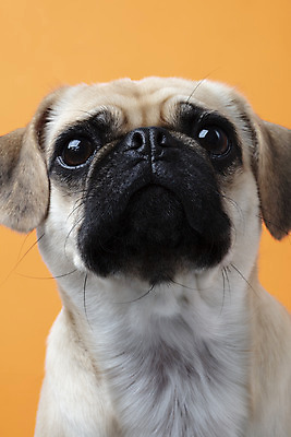 포토 JPG 스튜디오촬영 동물 한마리 반려견 실내 누끼 근접촬영 사람없음 앞모습 반려동물 귀여움 주황색 개 강아지 반려 퍼그 주황색배경 국내포토 1 뷰포인트 컬러 백그라운드 컨셉 포유류 내부 파일형식