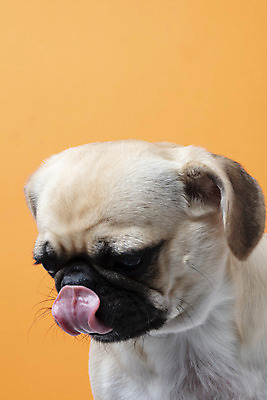 포토 JPG 스튜디오촬영 동물 한마리 반려견 실내 누끼 근접촬영 사람없음 앞모습 반려동물 귀여움 주황색 개 강아지 반려 퍼그 주황색배경 국내포토 1 뷰포인트 컬러 백그라운드 컨셉 포유류 내부 파일형식