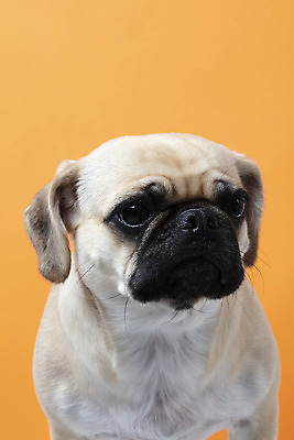 포토 JPG 스튜디오촬영 동물 한마리 반려견 실내 누끼 근접촬영 사람없음 앞모습 반려동물 귀여움 주황색 개 강아지 반려 퍼그 주황색배경 국내포토 1 뷰포인트 컬러 백그라운드 컨셉 포유류 내부 파일형식
