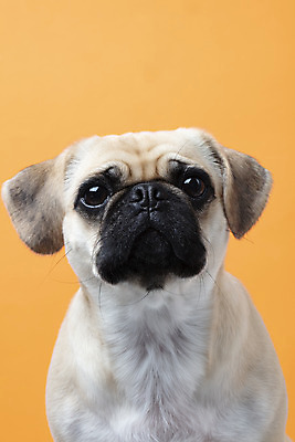 포토 JPG 스튜디오촬영 동물 한마리 반려견 실내 누끼 근접촬영 사람없음 반려동물 귀여움 주황색 개 강아지 반려 퍼그 주황색배경 국내포토 1 뷰포인트 컬러 백그라운드 컨셉 포유류 내부 파일형식