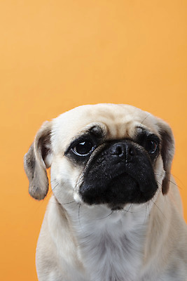 포토 JPG 스튜디오촬영 동물 한마리 반려견 실내 누끼 근접촬영 사람없음 앞모습 반려동물 귀여움 주황색 개 강아지 반려 퍼그 주황색배경 국내포토 1 뷰포인트 컬러 백그라운드 컨셉 포유류 내부 파일형식