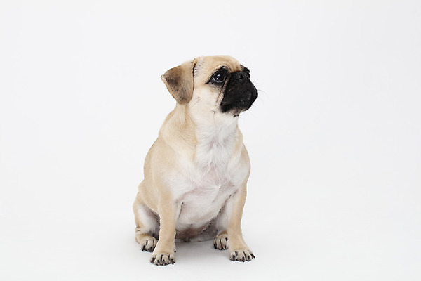 포토 JPG 스튜디오촬영 동물 한마리 반려견 실내 누끼 사람없음 앞모습 반려동물 귀여움 흰색 개 강아지 흰배경 반려 퍼그 국내포토 1 뷰포인트 컬러 백그라운드 컨셉 포유류 내부 파일형식