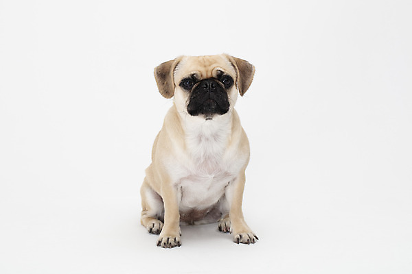 포토 JPG 스튜디오촬영 동물 한마리 반려견 실내 누끼 사람없음 반려동물 귀여움 흰색 개 강아지 흰배경 반려 퍼그 국내포토 1 컬러 백그라운드 컨셉 포유류 내부 파일형식