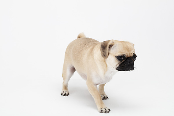 포토 JPG 스튜디오촬영 동물 한마리 반려견 실내 누끼 사람없음 옆모습 반려동물 귀여움 흰색 개 강아지 흰배경 반려 퍼그 국내포토 1 뷰포인트 컬러 백그라운드 컨셉 포유류 내부 파일형식