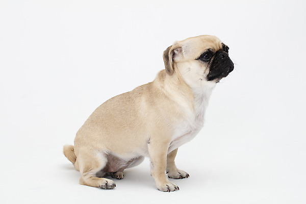 포토 JPG 스튜디오촬영 동물 한마리 반려견 실내 누끼 사람없음 옆모습 반려동물 귀여움 흰색 개 강아지 흰배경 반려 퍼그 국내포토 1 뷰포인트 컬러 백그라운드 컨셉 포유류 내부 파일형식